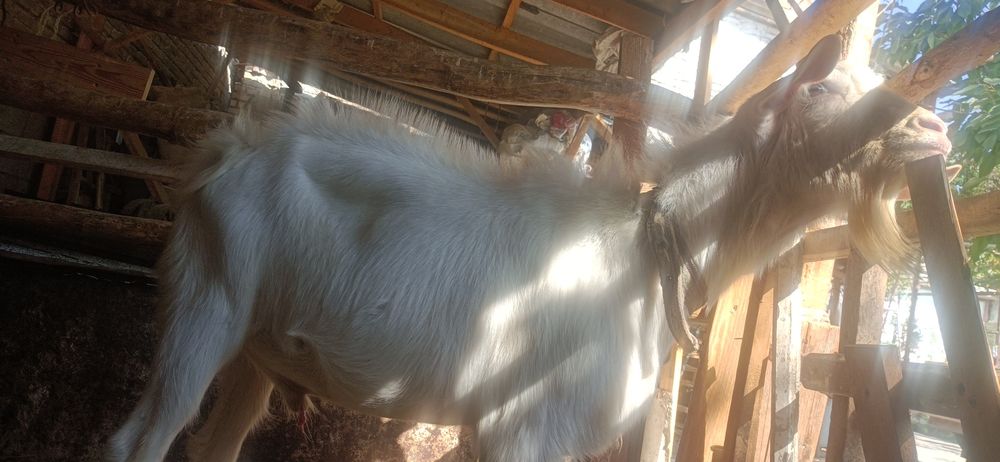 Така бор кочириш учун тоза занен боласи