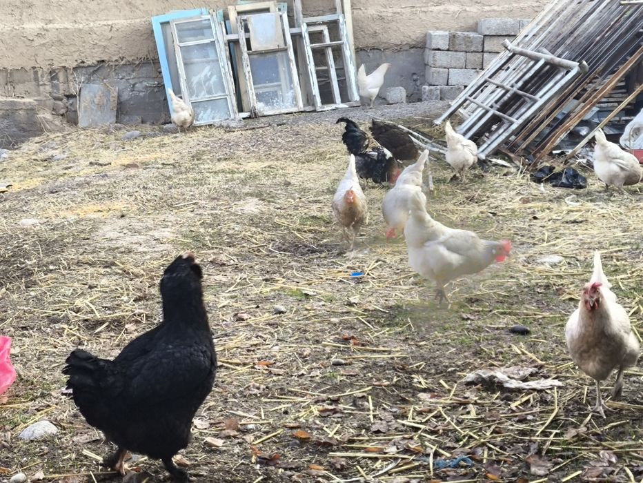 Тухмлар инкубатор очириш учун домашний товула