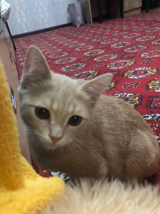 Котик приглашает кошечку на вязку
