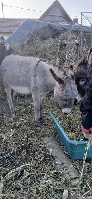 Măgărita tanara gestanta