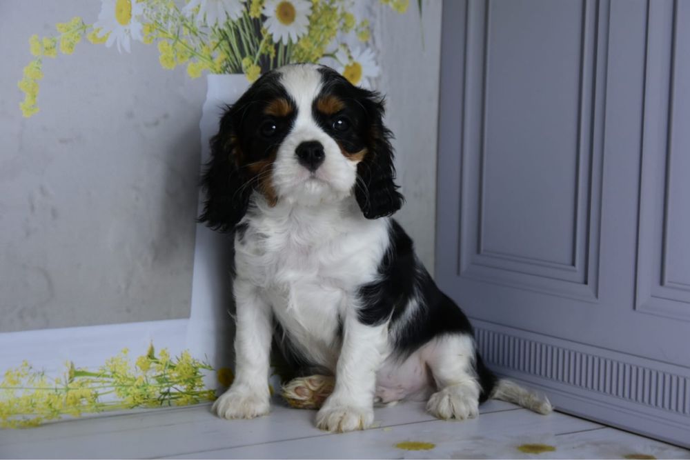 Кавалер кинг чарльз спаниель