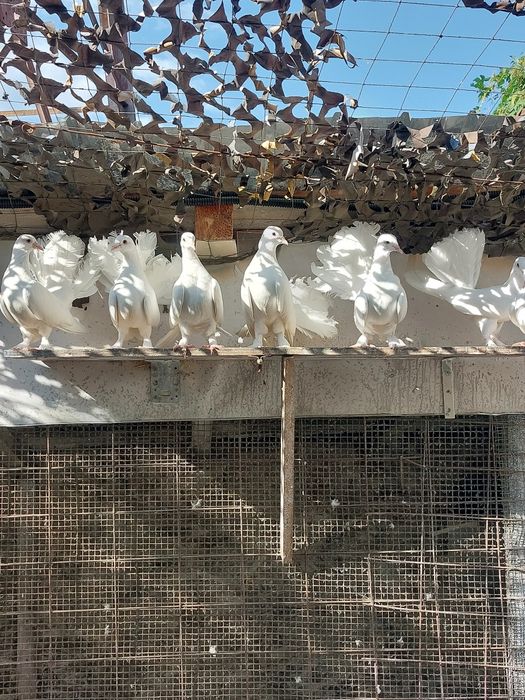 De vânzare, Porumbei  Voltati Indieni 50 roni  buc