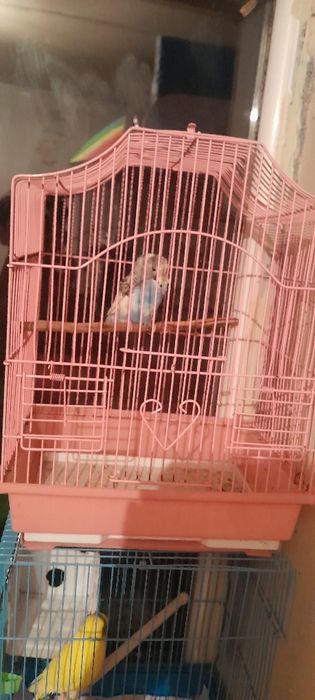 Продам папугая с клеткым