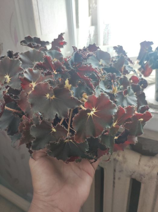 Комнатные растения