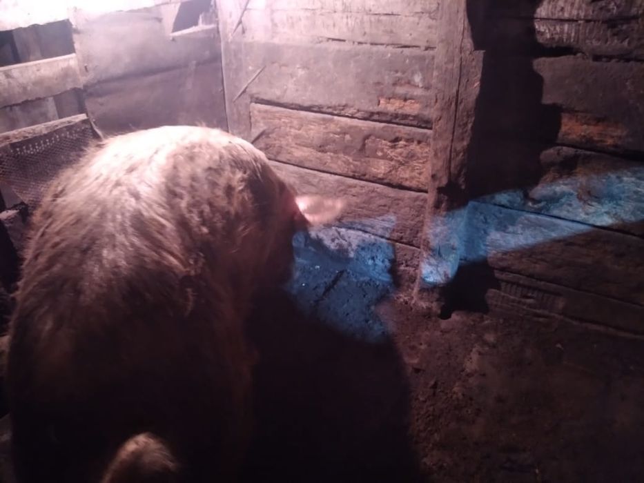 Кабан возраст 1 год