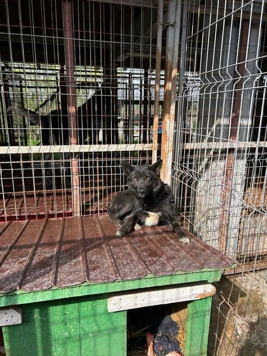 Adopta un caine - un sufletel are nevoie de stapan!