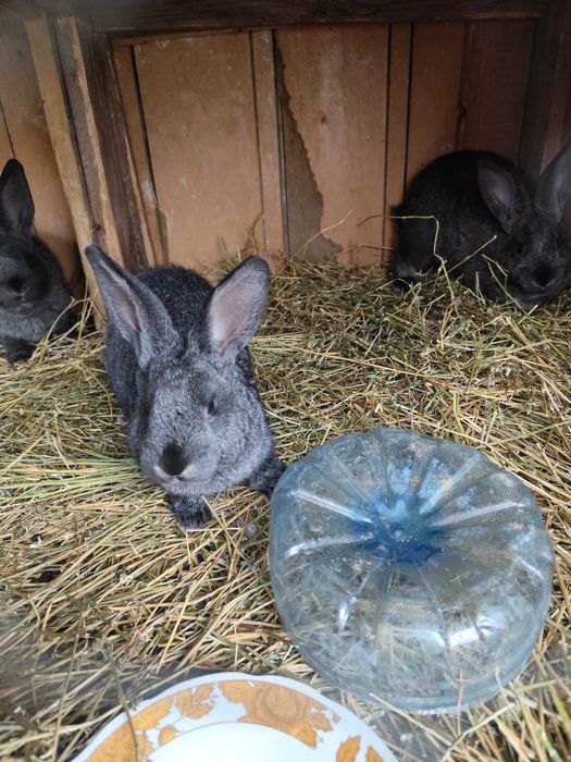 Iepurași de vanzare