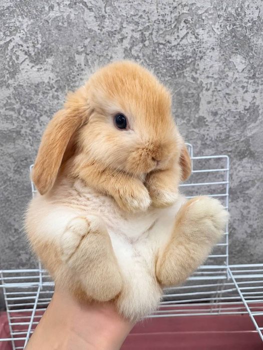 Domda boqiladigan quyonla bor karlikla, mini lops, nederlandskiy quyon