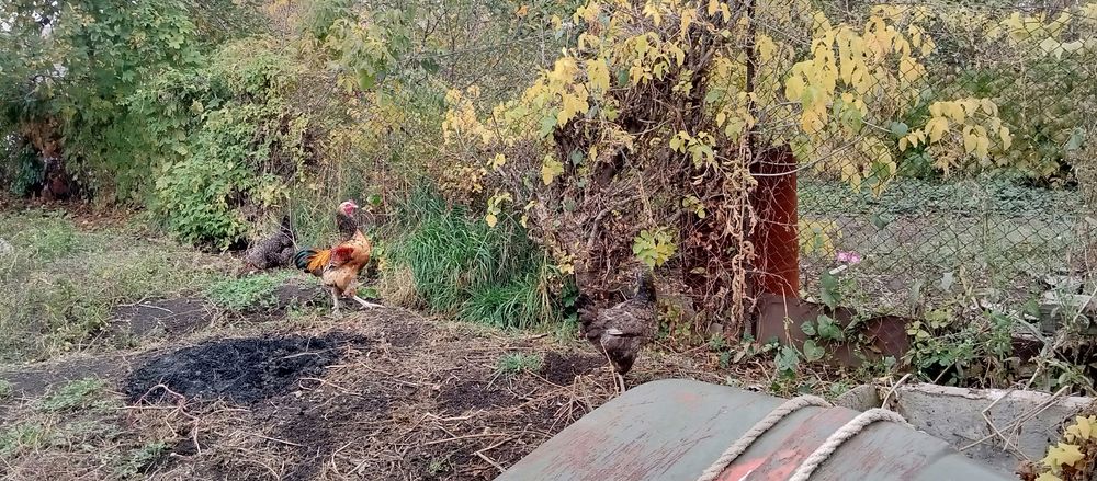 Продам курей хорошо несутся