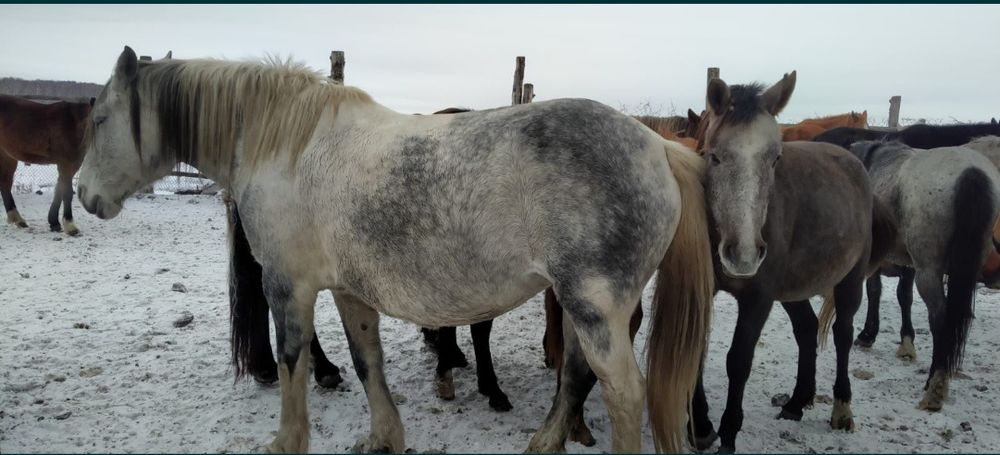 Продам кобылу с жеребёнком