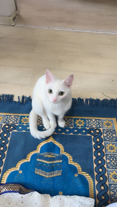 Очаровательная кошечка ищет дом