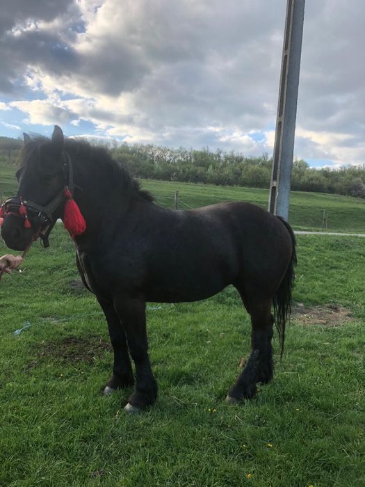 Vand iapa de 3 ani jumate