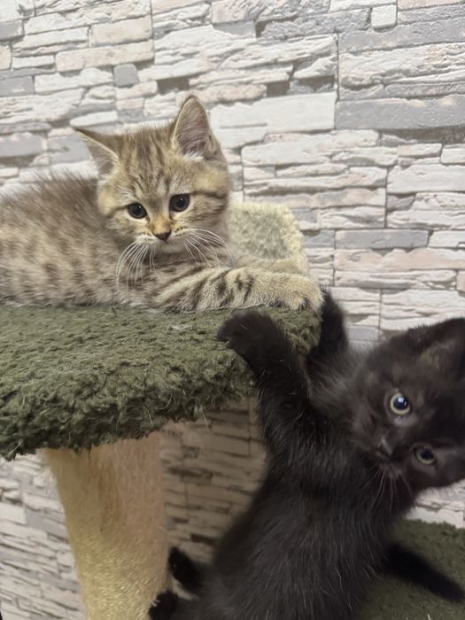 Продаются британские котятя