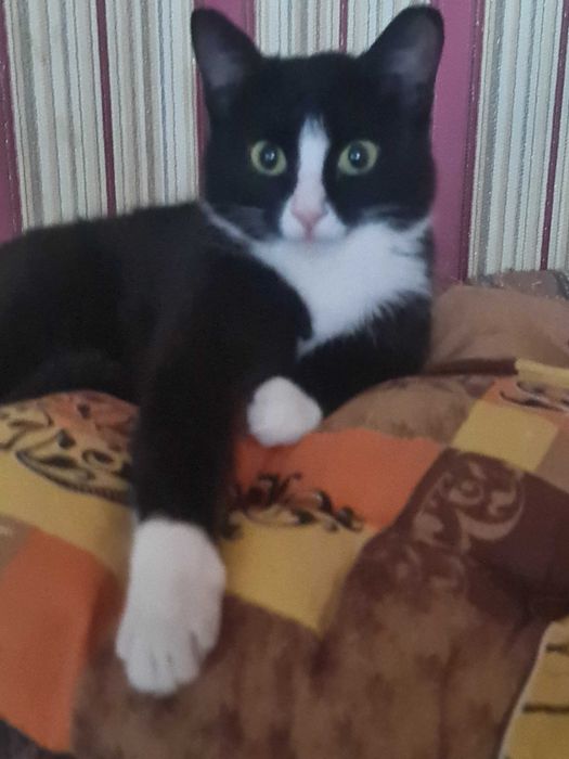 Котенок в добрые руки