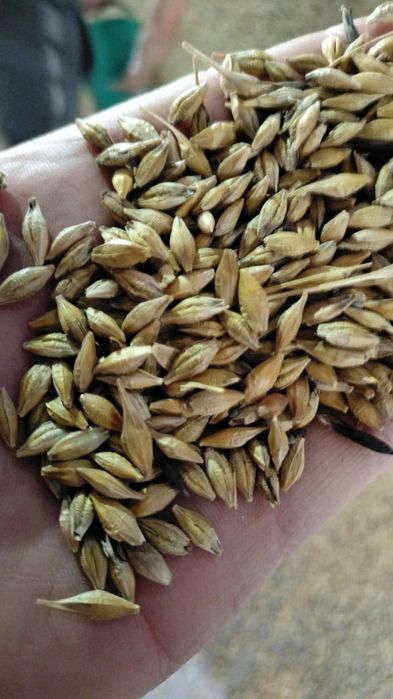 Продам сухой ячмень