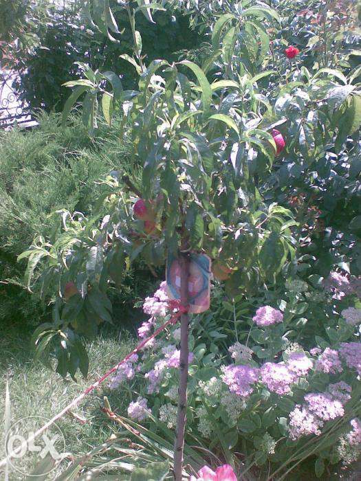 pomi fructiferi in ghiveci