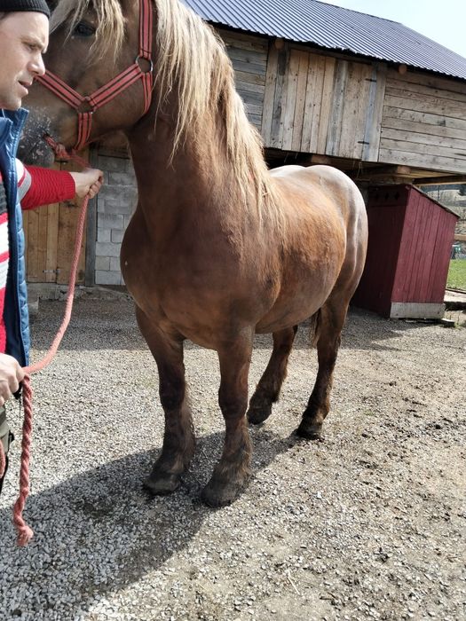 Cal de 5 ani garantat de vinzare