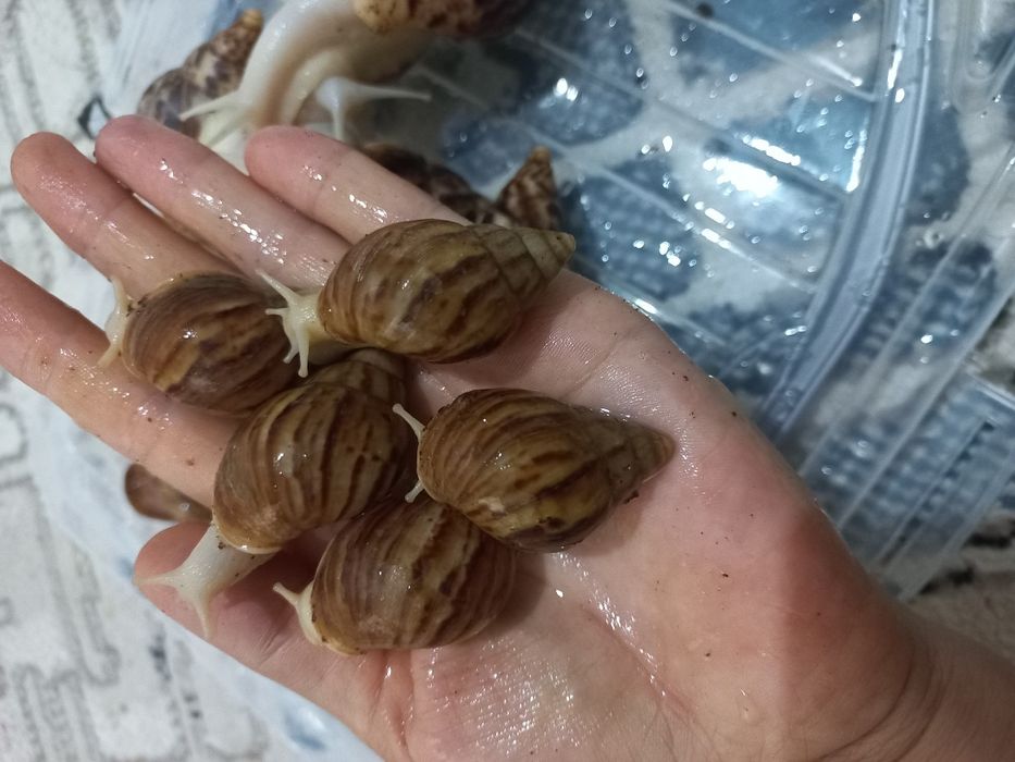 Ulitka terapiyaga tayyor