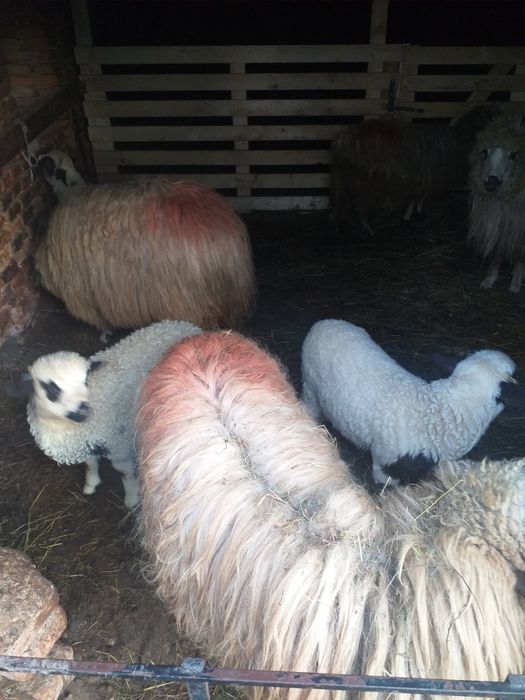 Vand 5 oi cu miei la prima fatare Galda de Sus • OLX.ro