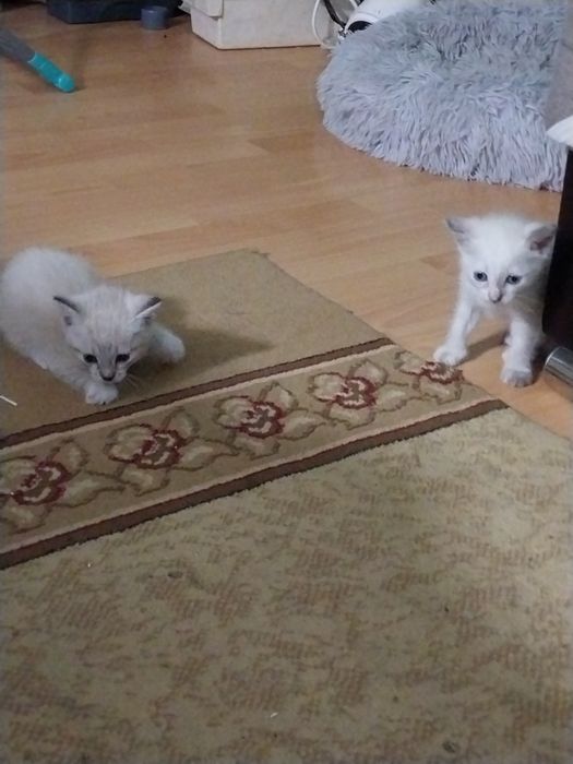 Отдам в добрые руки