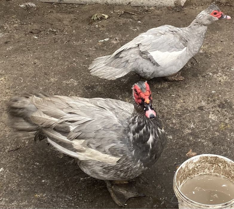 Селезни индоутки лаванда