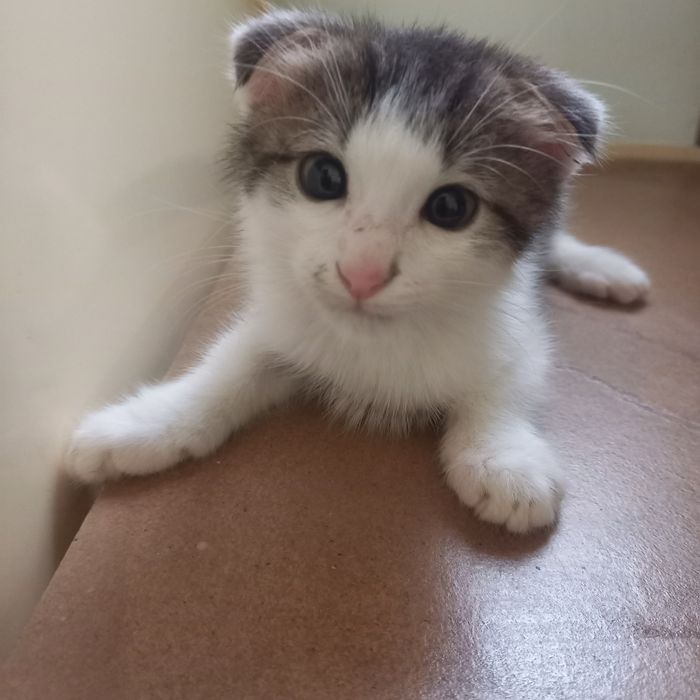 Вислоухий котёнок 1,5 месяц мальчик