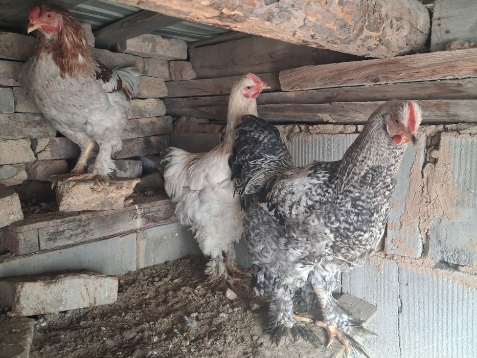 Продам брама петух