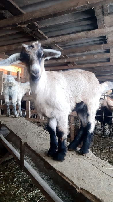 Iezi de vanzare pentru toate buzunarele