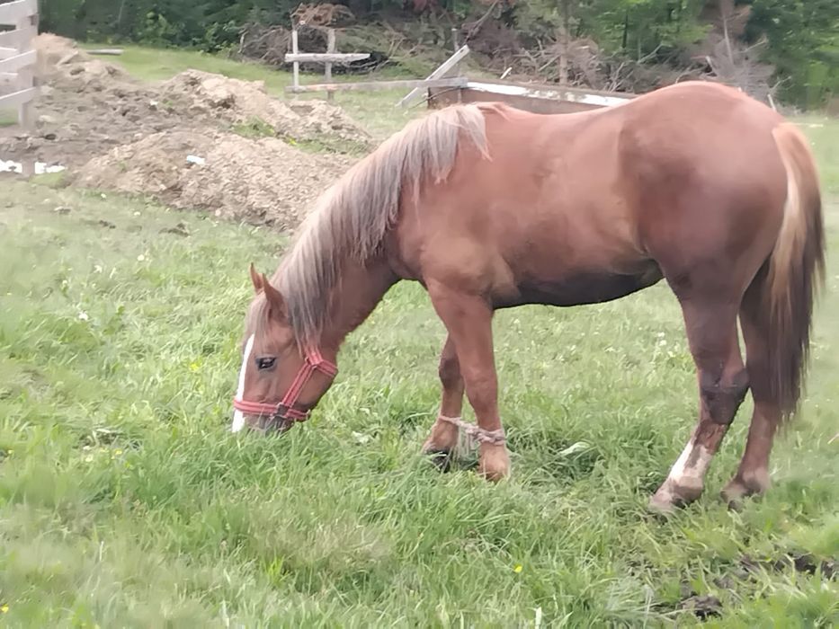 Vând mânz de 1an și 6luni.