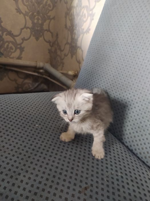 2 oylik bilan 1 yarim oylik