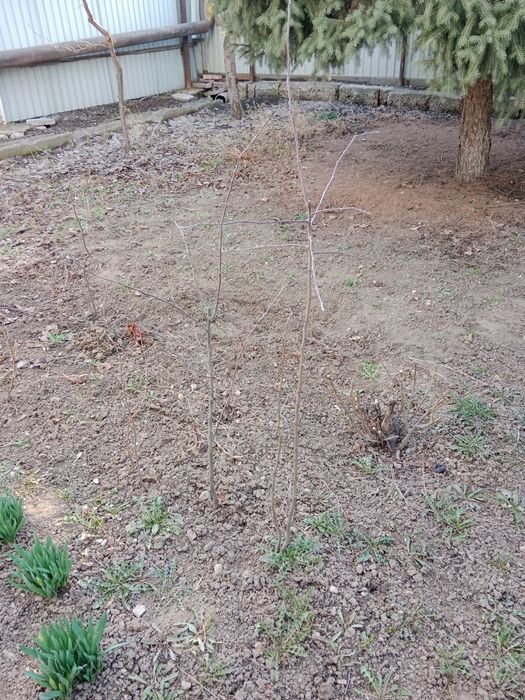 Дерево Каштан Яблоня