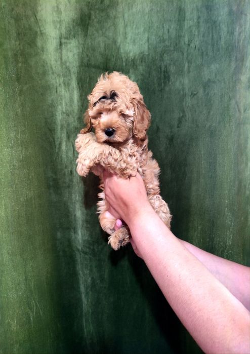 Продаются малый пудель