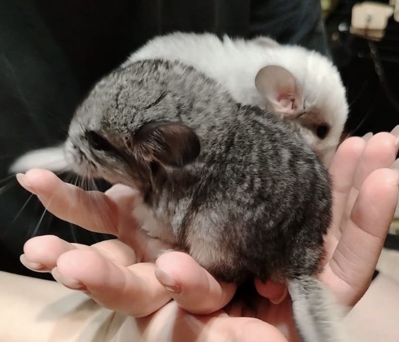 Продам шиншилл девочки