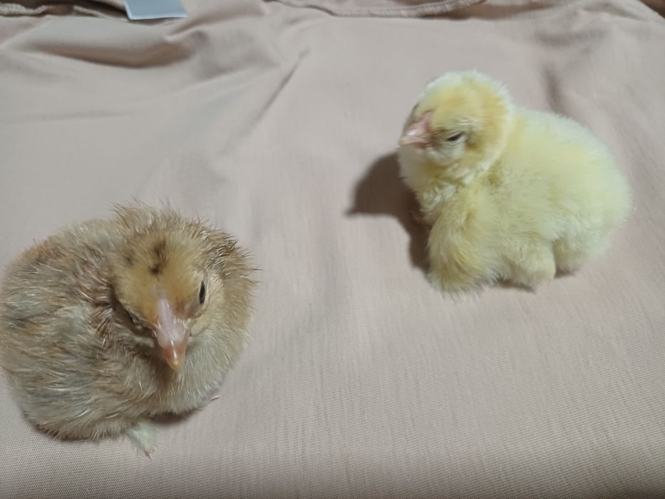 Продается куринные цыплята здоровые домашние..