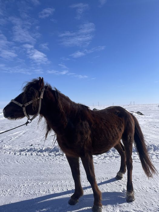 Продается лошадь на табунство