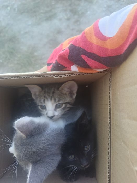 Марғаулар бар. Котята
