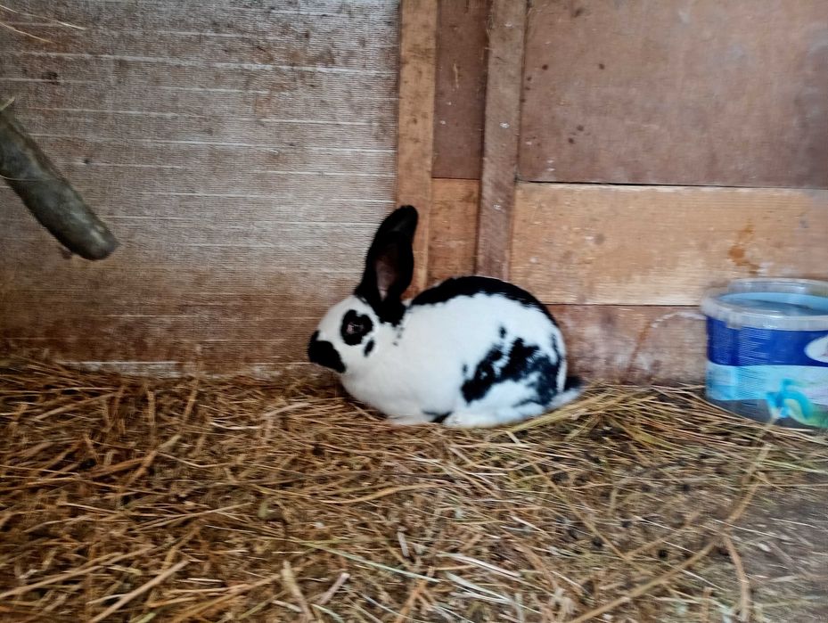 Iepuri fluture german și berbec german