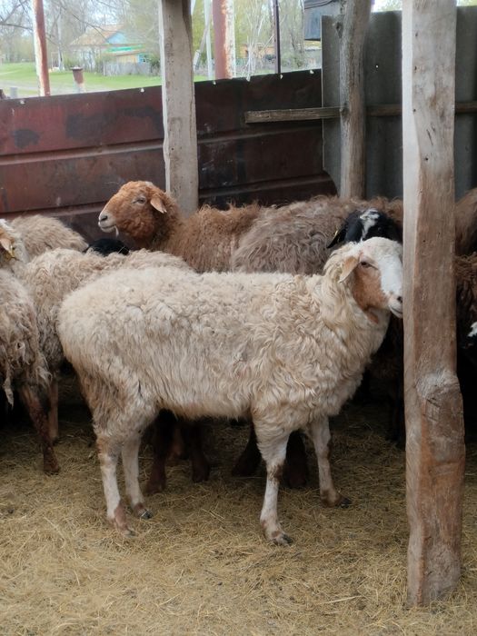 Қозылы қой сатылады!