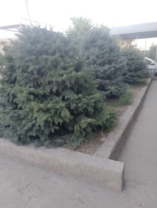 Продаётся голубые Ель (голубого цвета)  Ель в отличном состоянии, пуши