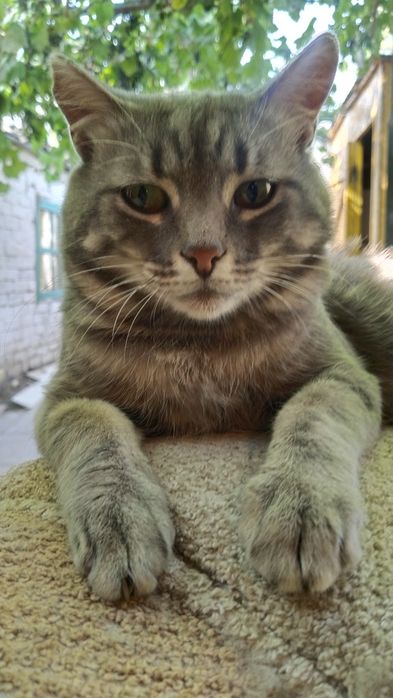 Отдам котика в добрые руки