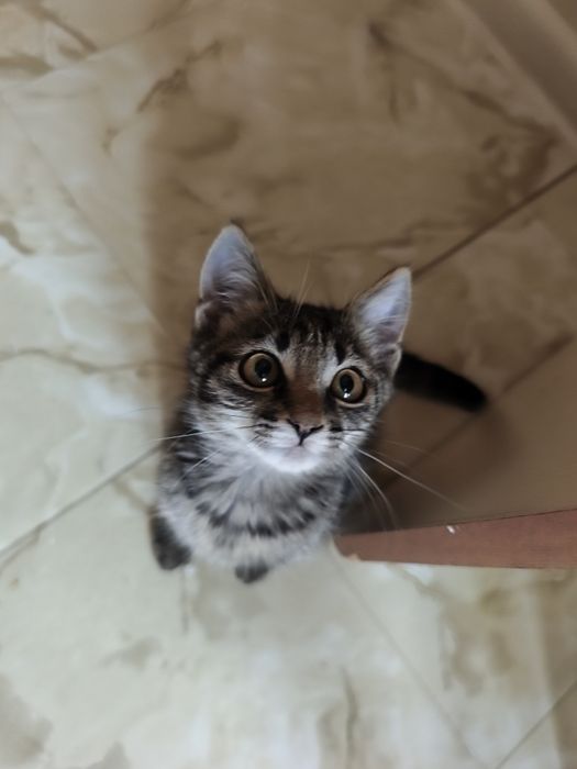 Котенок в добрые руки