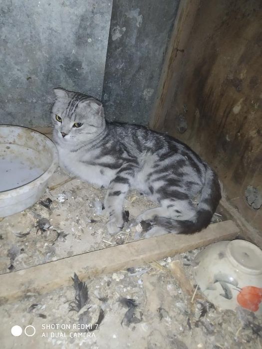 scottish fold nasil olsa boladi