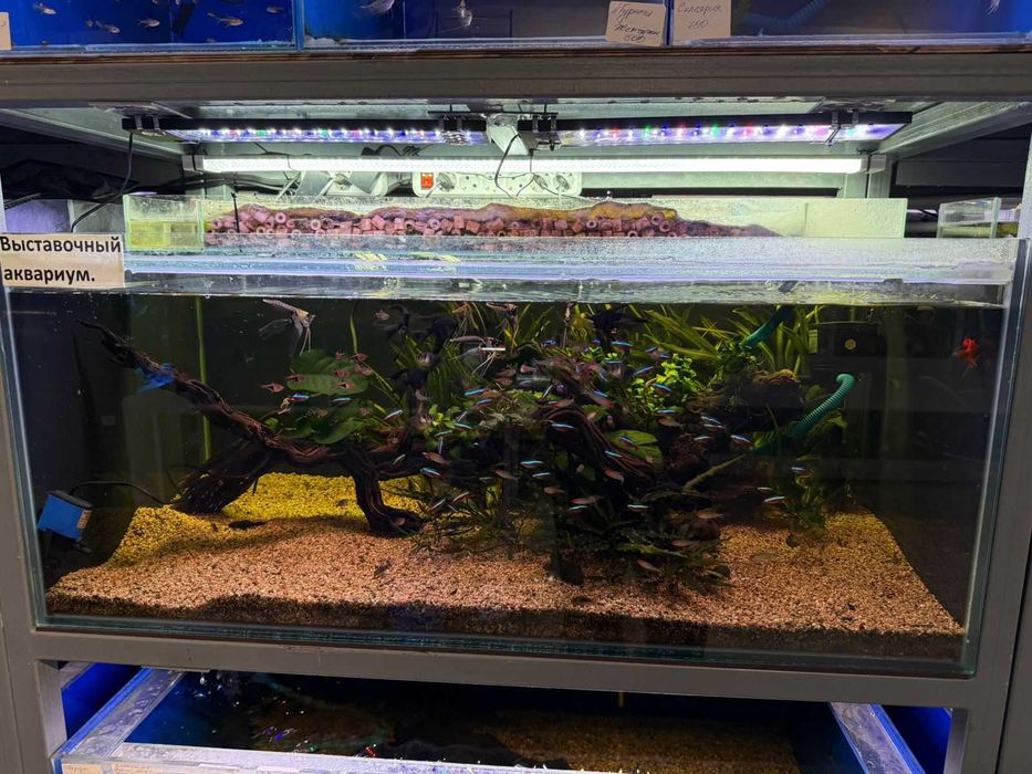 Аквариумистика в ЗООМИРЕ