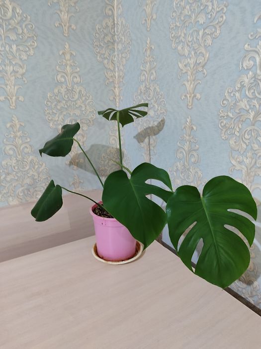 Монстера деликатесная