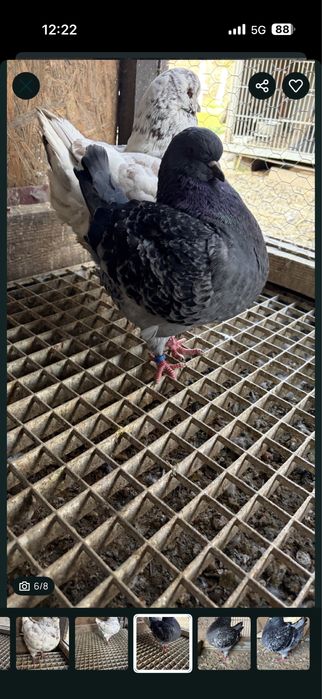 Porumbei kingi diferite culori