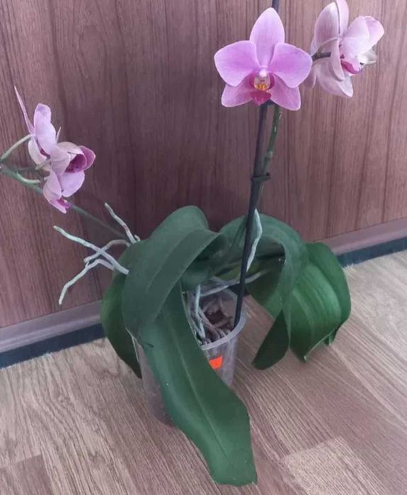 Орхидеи фаленопсис Black eye, Sogo Vivien, Bambula