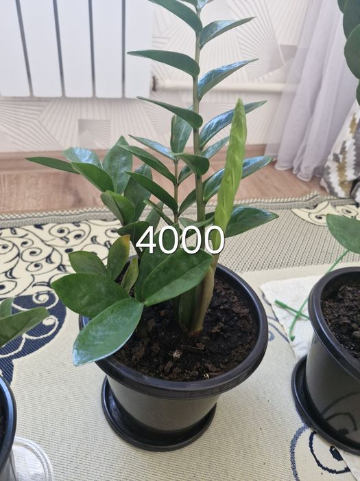 Уй гүлдері арзан