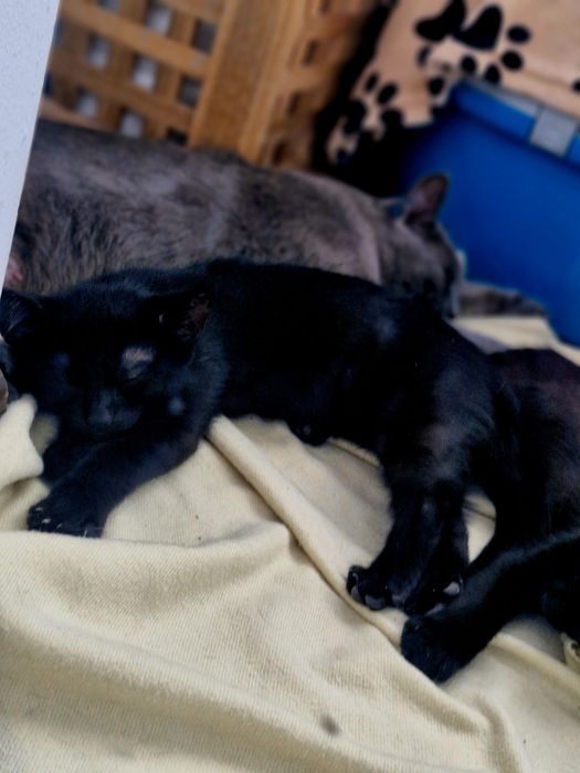 Adoptie pisicute