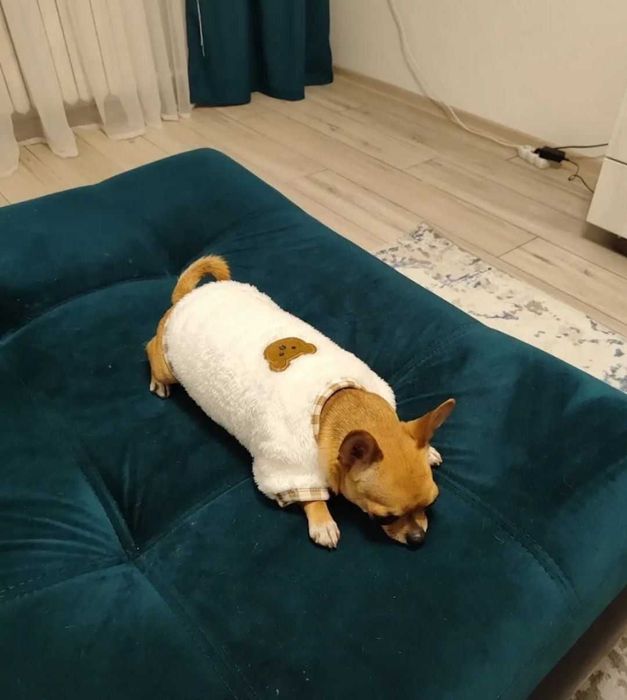 Одежда для собак и кошек