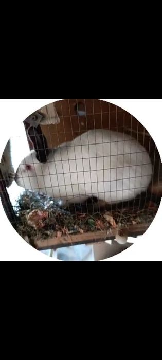 продам Калифорния США